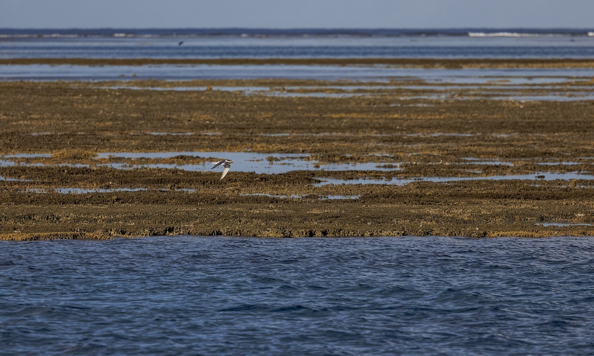 Great Crested Tern - ML646568145