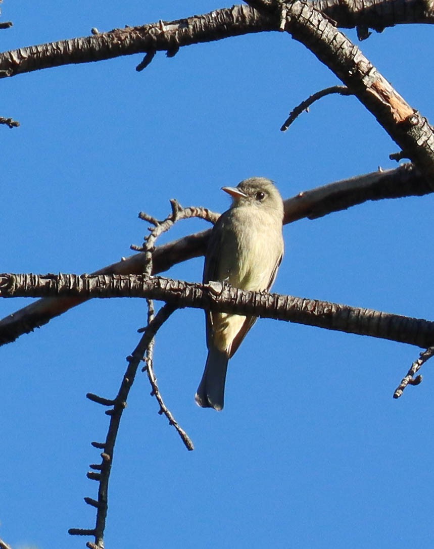 Greater Pewee - ML646568146
