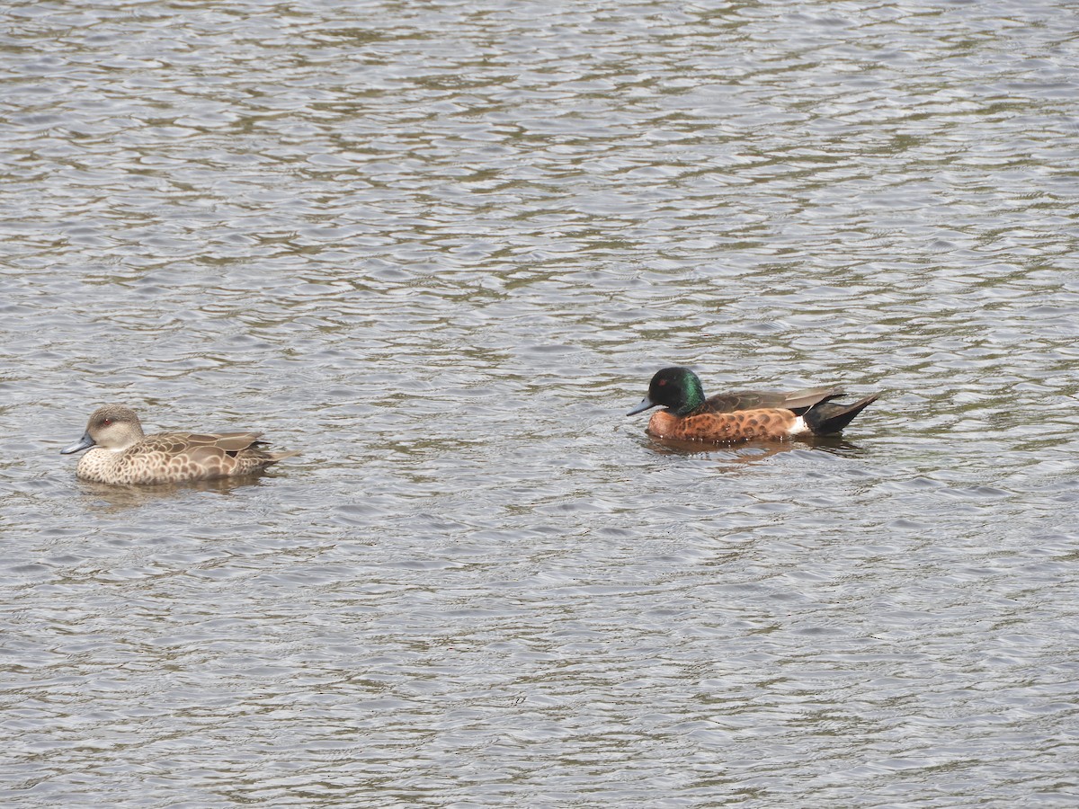 Chestnut Teal - ML646568147