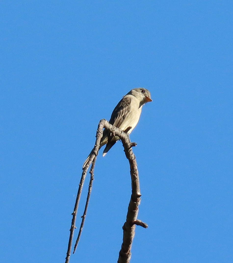 Greater Pewee - ML646568148