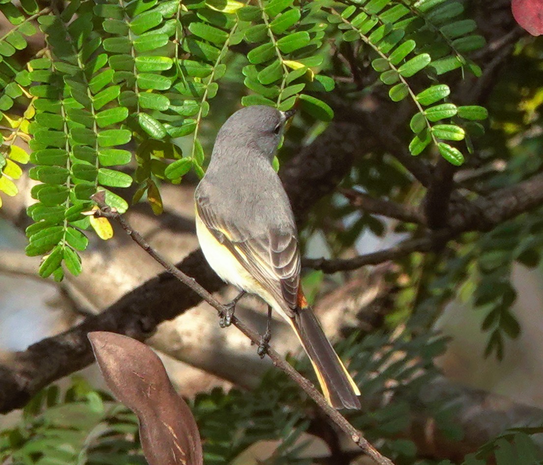 Small Minivet - ML646568149
