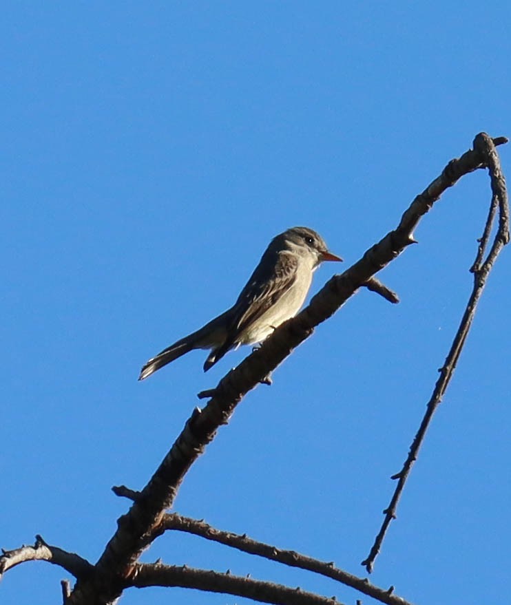 Greater Pewee - ML646568151