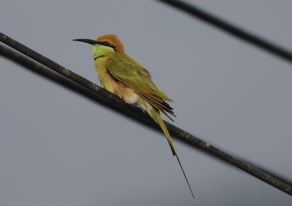 Asian Green Bee-eater - ML646568152