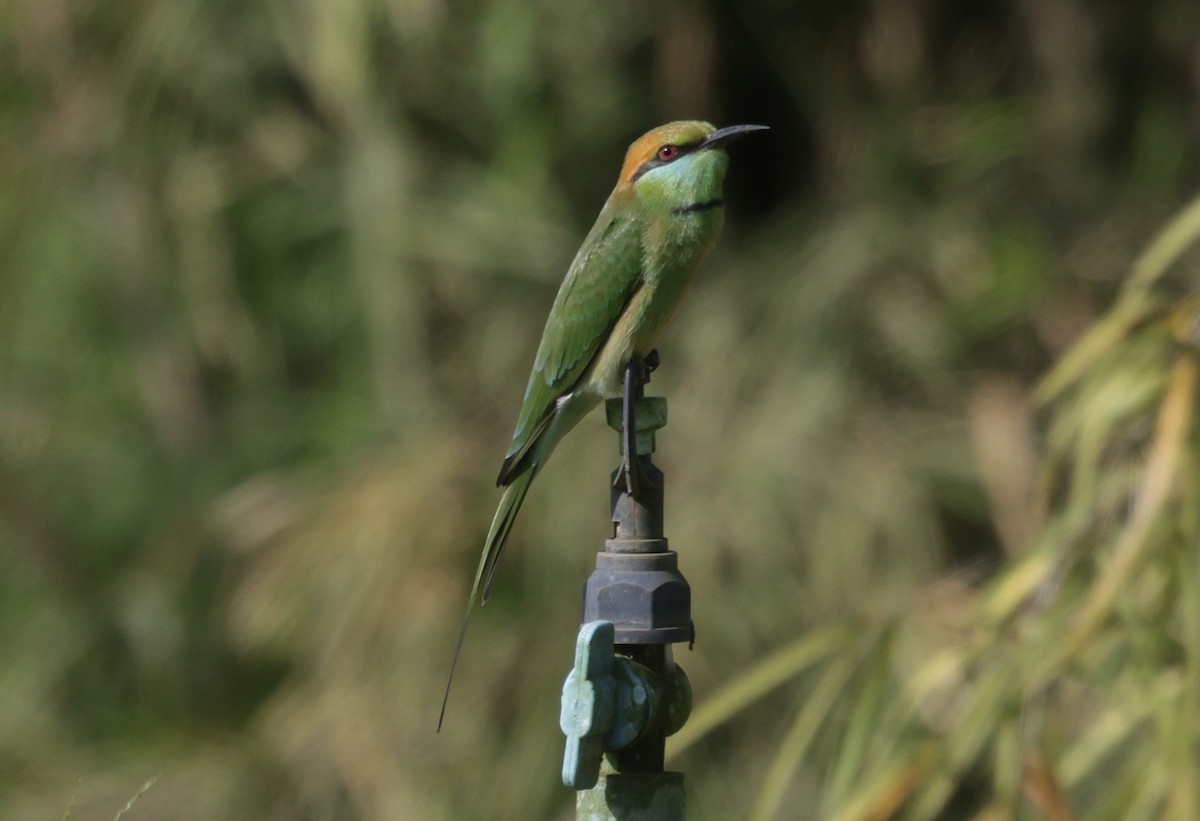 Asian Green Bee-eater - ML646568153