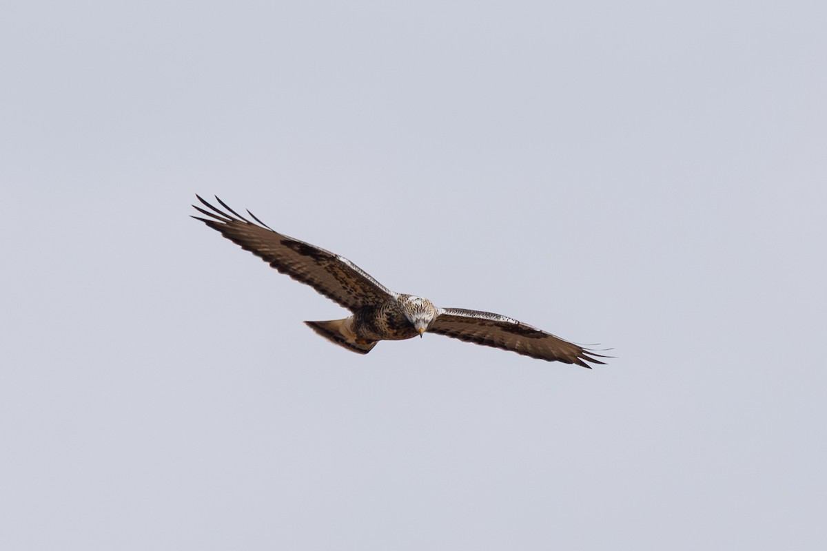 Rough-legged Hawk - ML646568154
