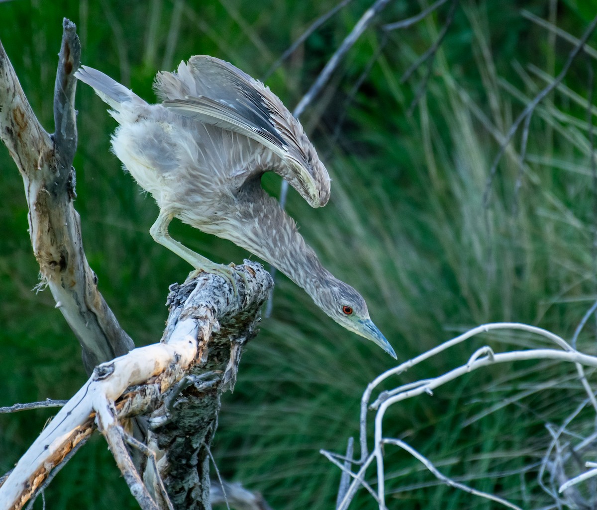 Black-crowned Night Heron - ML646568155