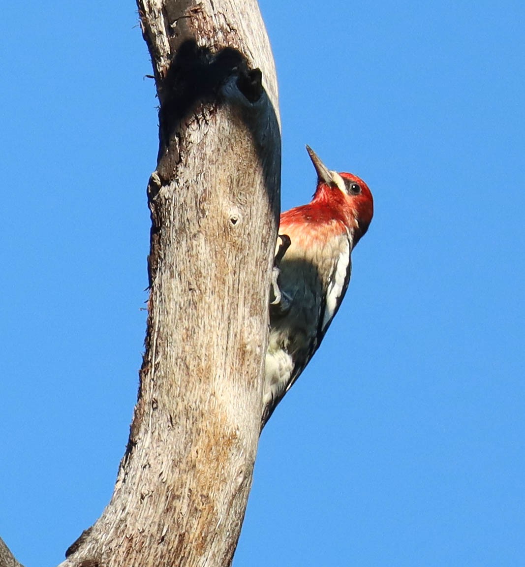 Red-breasted Sapsucker - ML646568156