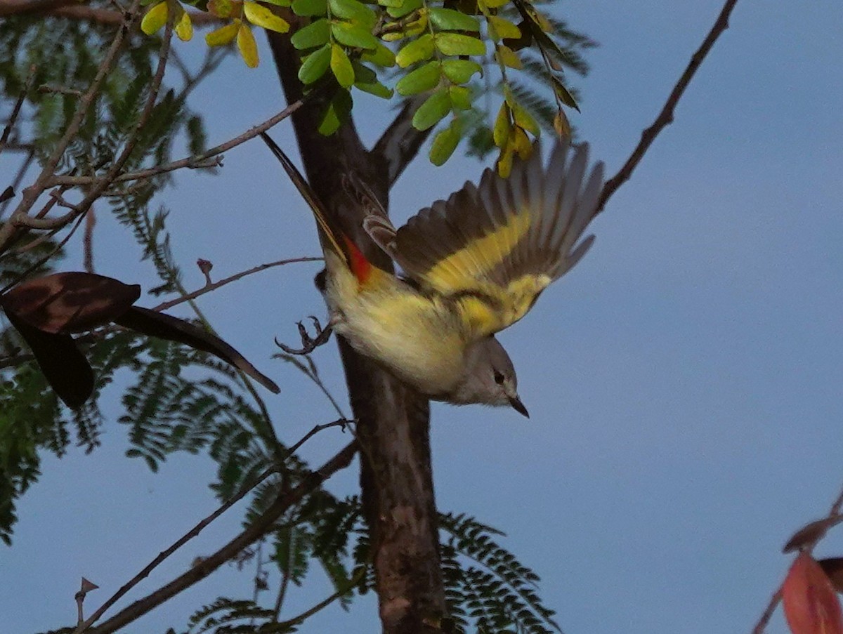 Small Minivet - ML646568157