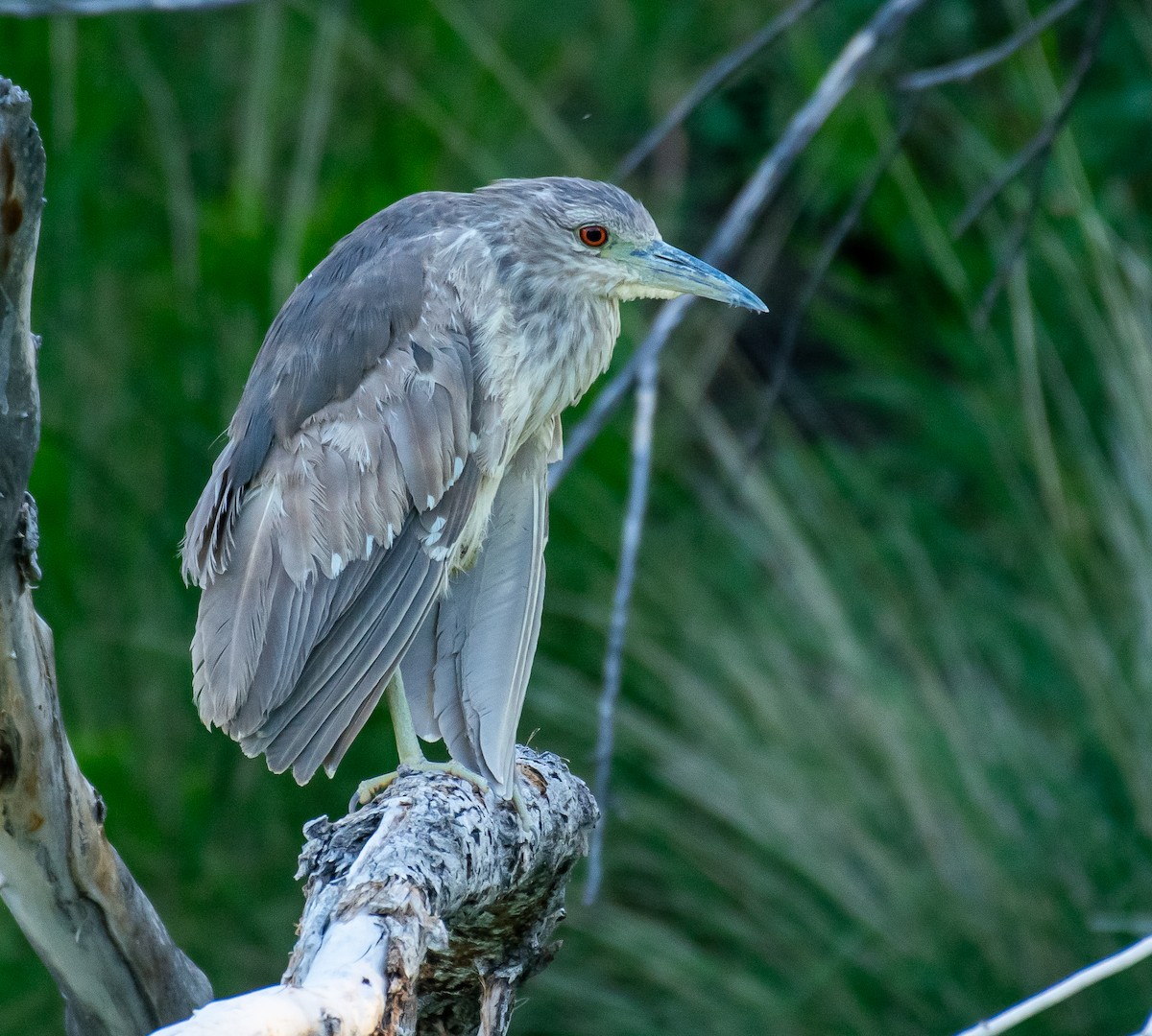 Black-crowned Night Heron - ML646568158
