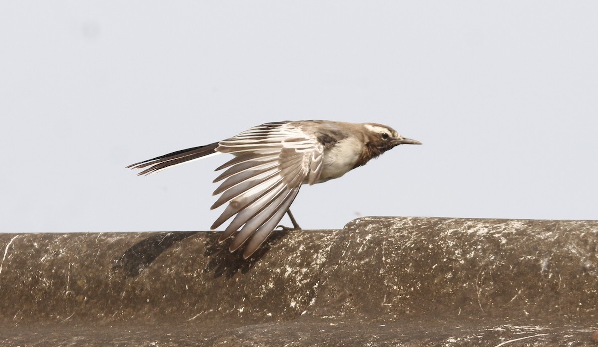 skjæreerle - ML646568159