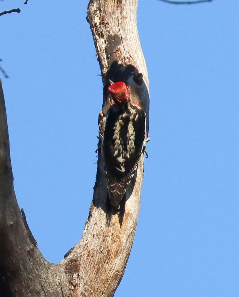 Red-breasted Sapsucker - ML646568161
