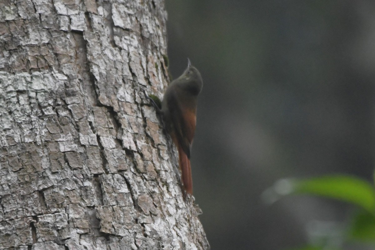Olivaceous Woodcreeper (Grayish) - ML646568162