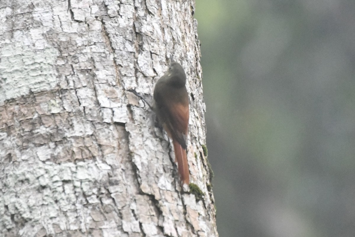 Olivaceous Woodcreeper (Grayish) - ML646568163