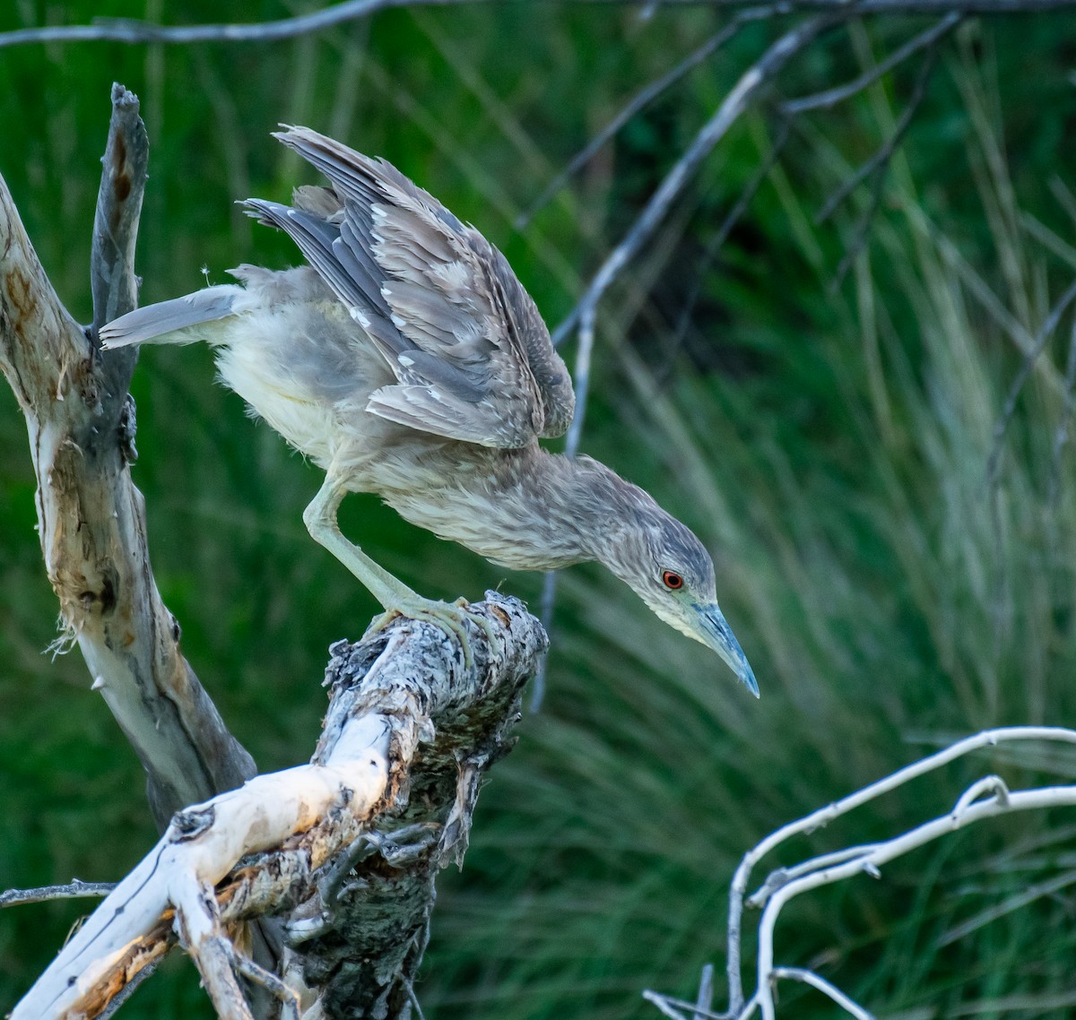 Black-crowned Night Heron - ML646568164