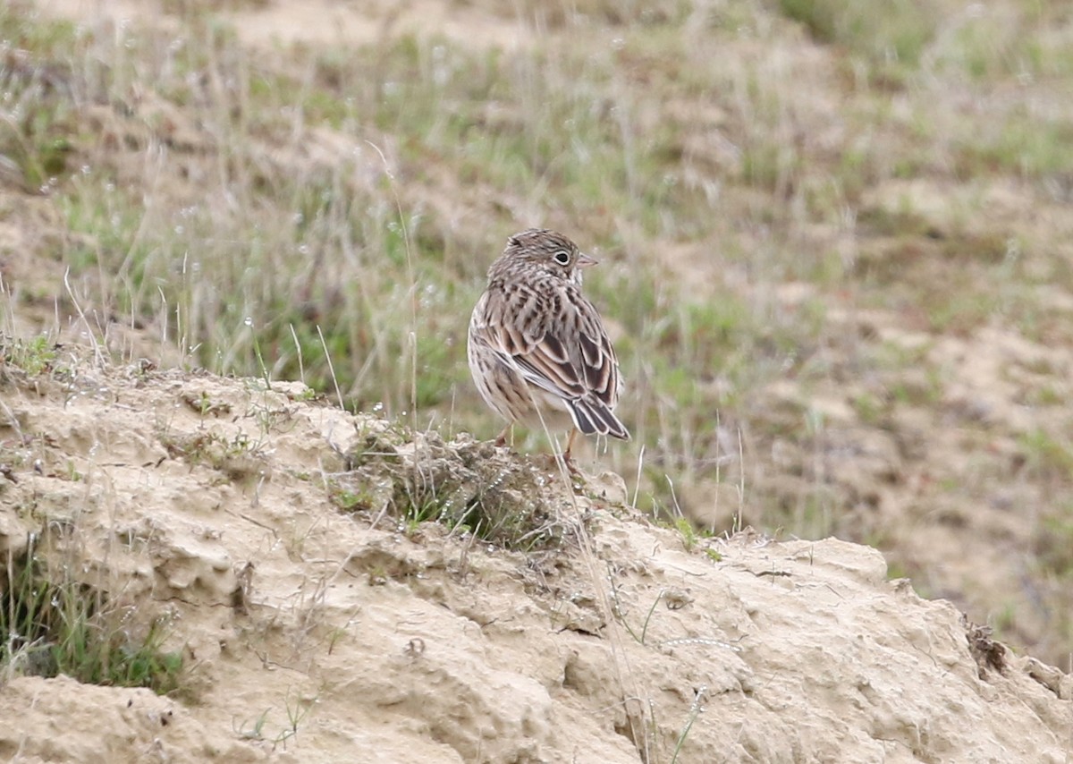 Vesper Sparrow - ML646568165