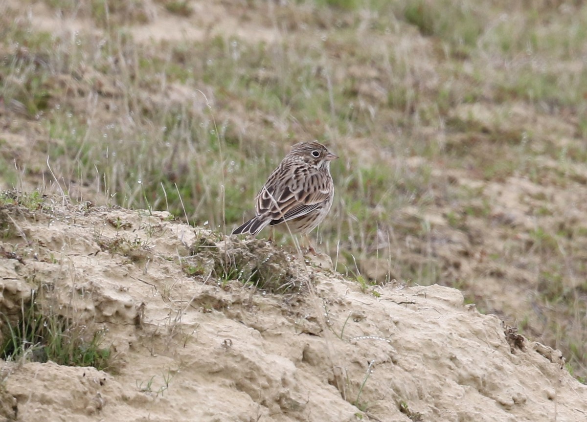 Vesper Sparrow - ML646568166