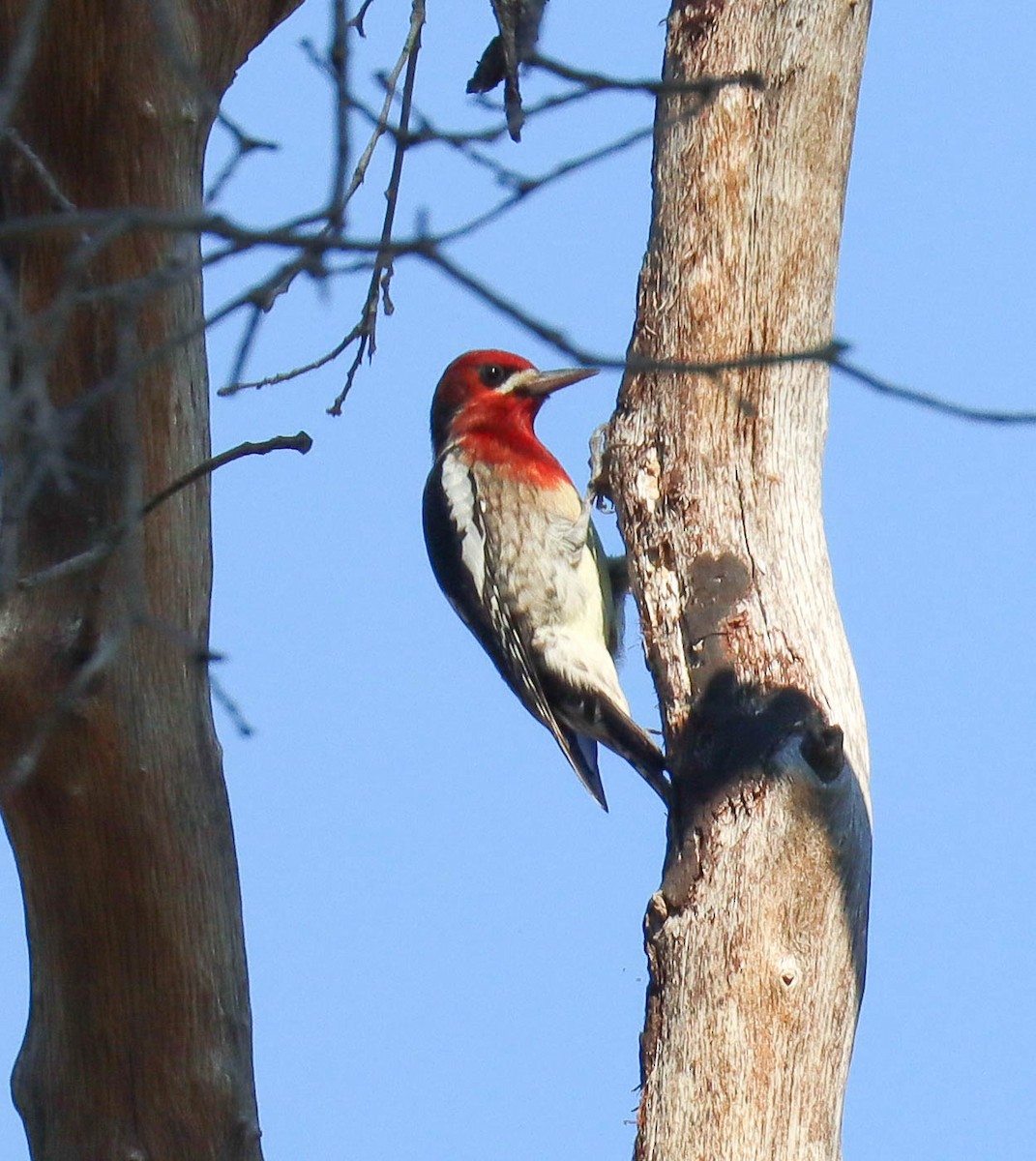 Red-breasted Sapsucker - ML646568167