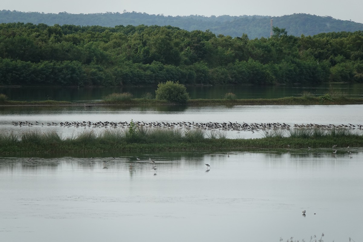 Black-winged Stilt - ML646568168