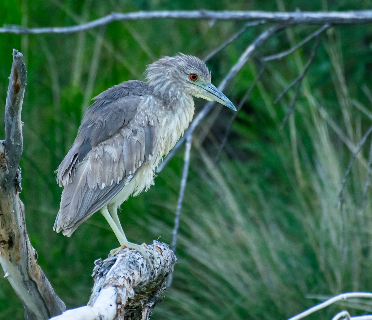 Black-crowned Night Heron - ML646568169