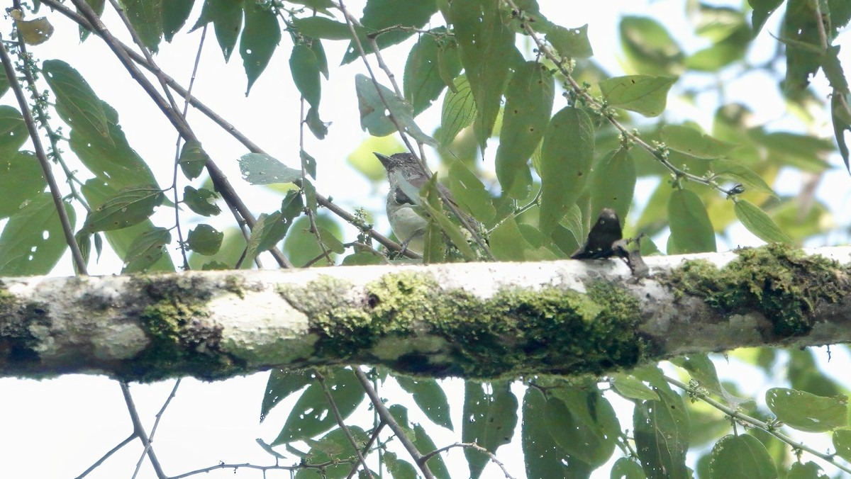 Buru Jungle Flycatcher - ML646568170