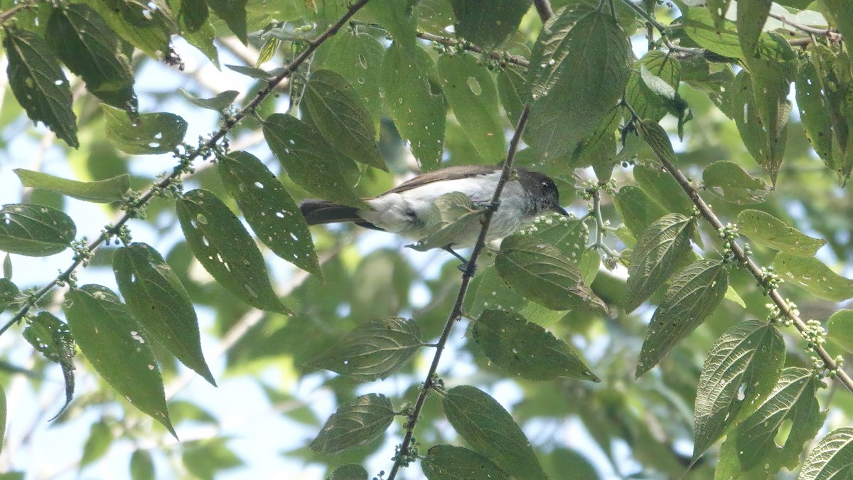 Gobemouche à gorge rayée - ML646568171