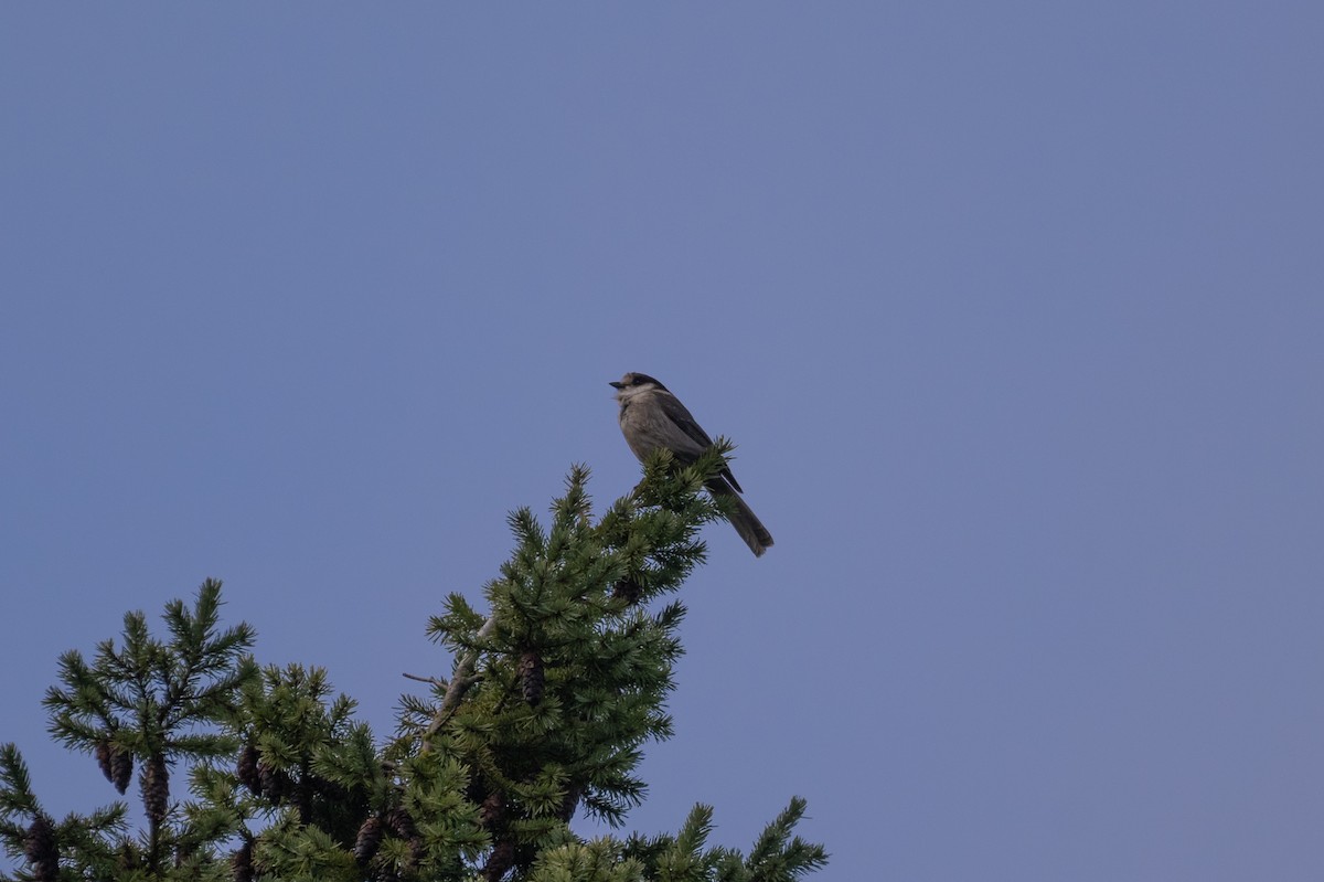 Arrendajo Canadiense - ML646568173