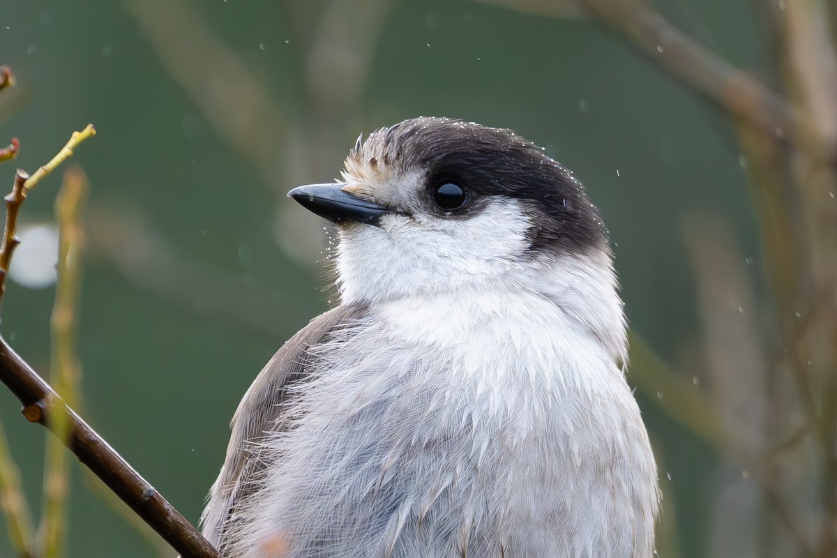 Arrendajo Canadiense - ML646568174