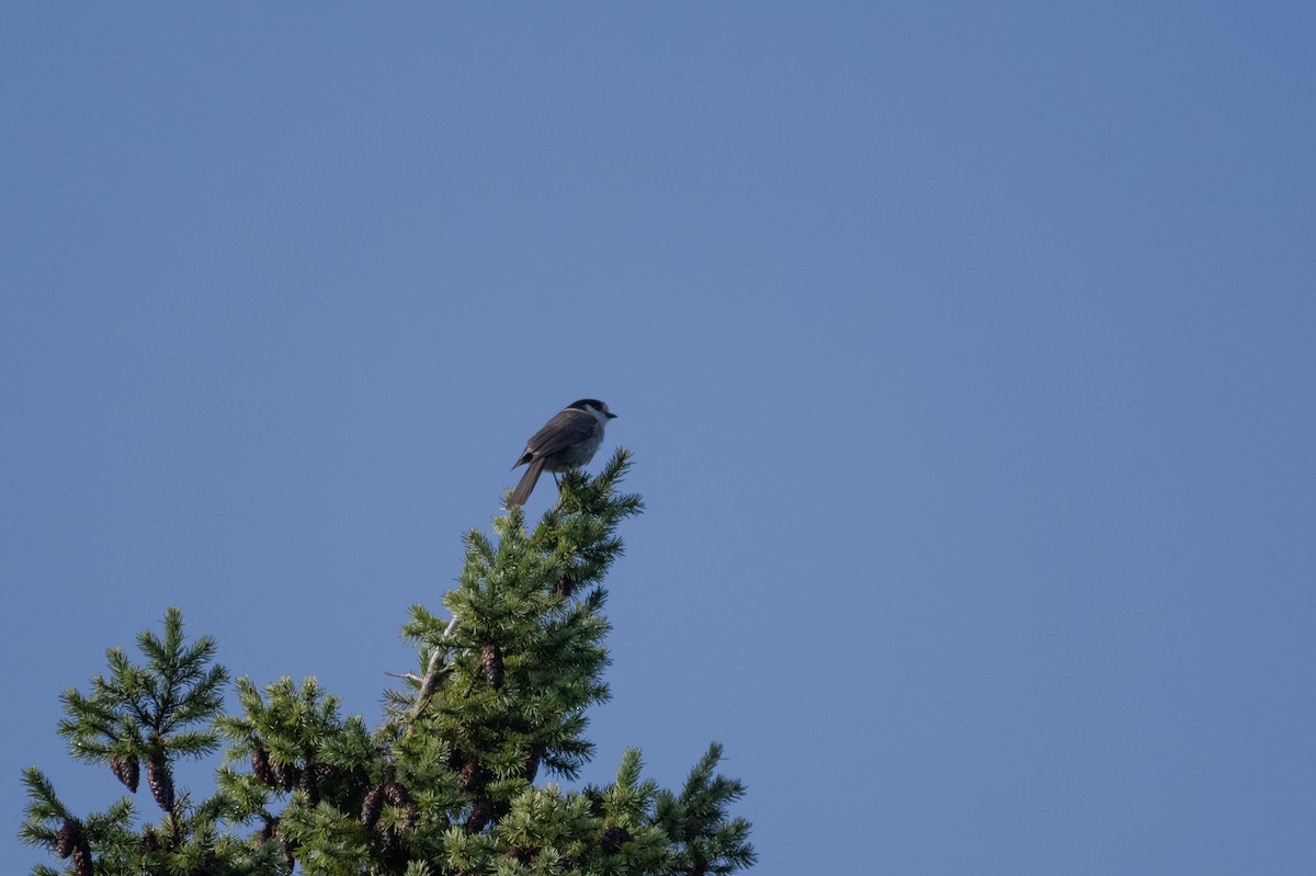 Arrendajo Canadiense - ML646568175