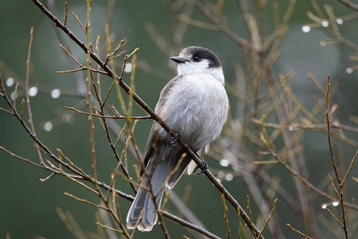 Arrendajo Canadiense - ML646568176