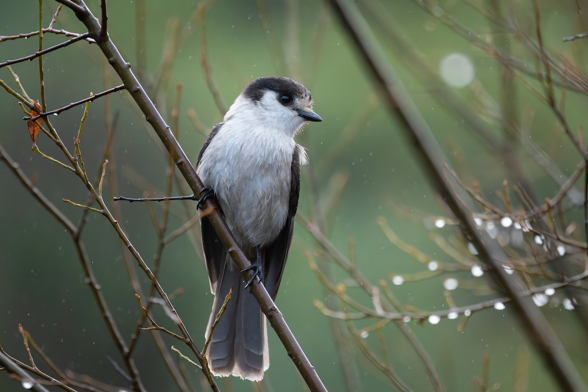 Arrendajo Canadiense - ML646568177