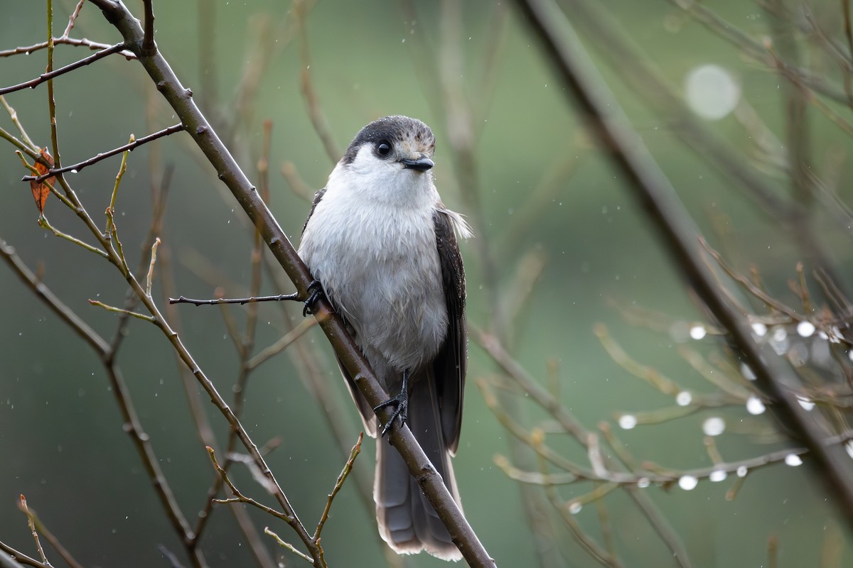 Arrendajo Canadiense - ML646568178