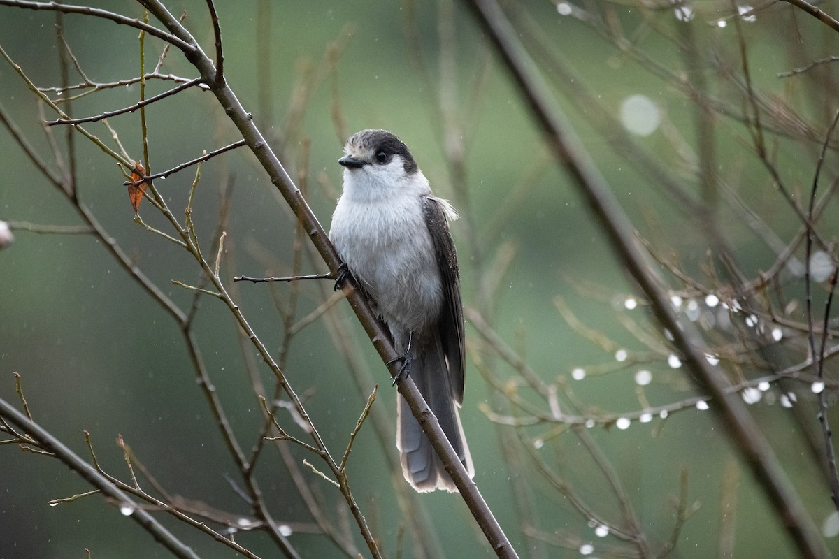 Arrendajo Canadiense - ML646568179