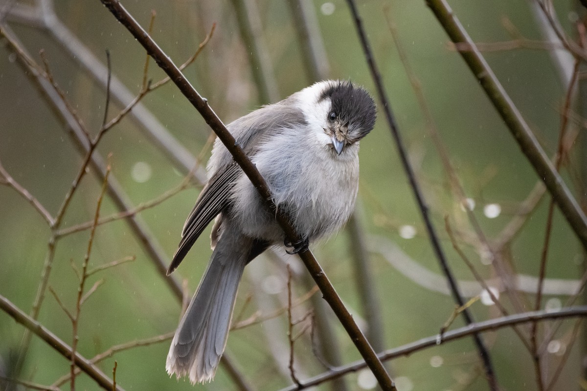 Arrendajo Canadiense - ML646568181