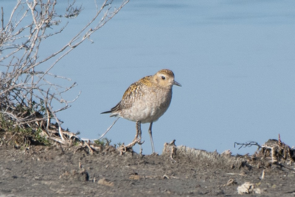 Pacific Golden-Plover - ML646568182