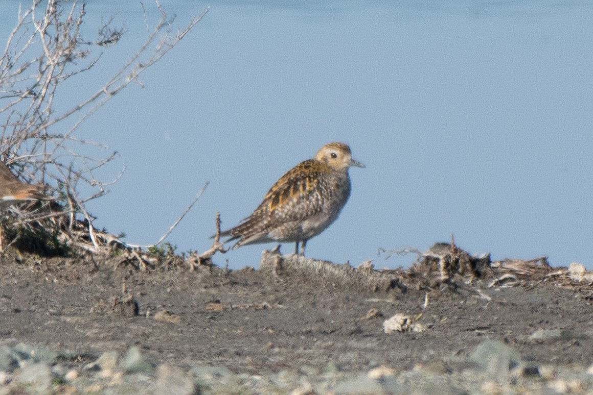 Pacific Golden-Plover - ML646568183