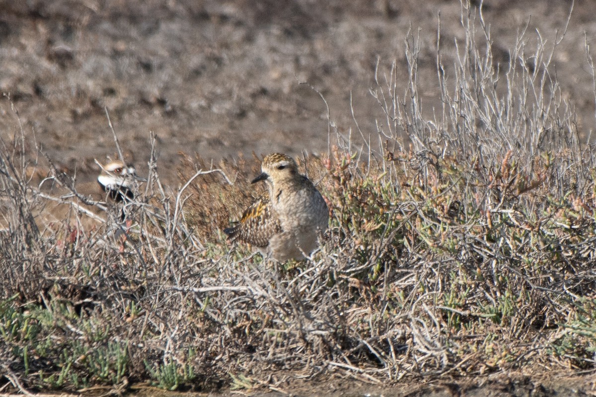 Pacific Golden-Plover - ML646568184