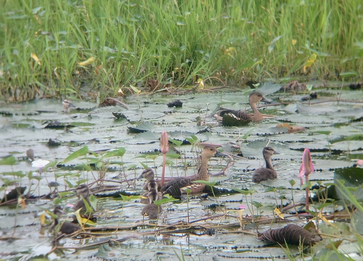 Wandering Whistling-Duck - ML646568185