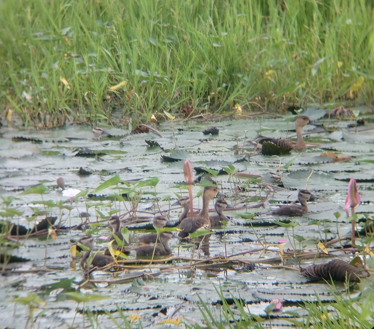 Wandering Whistling-Duck - ML646568186