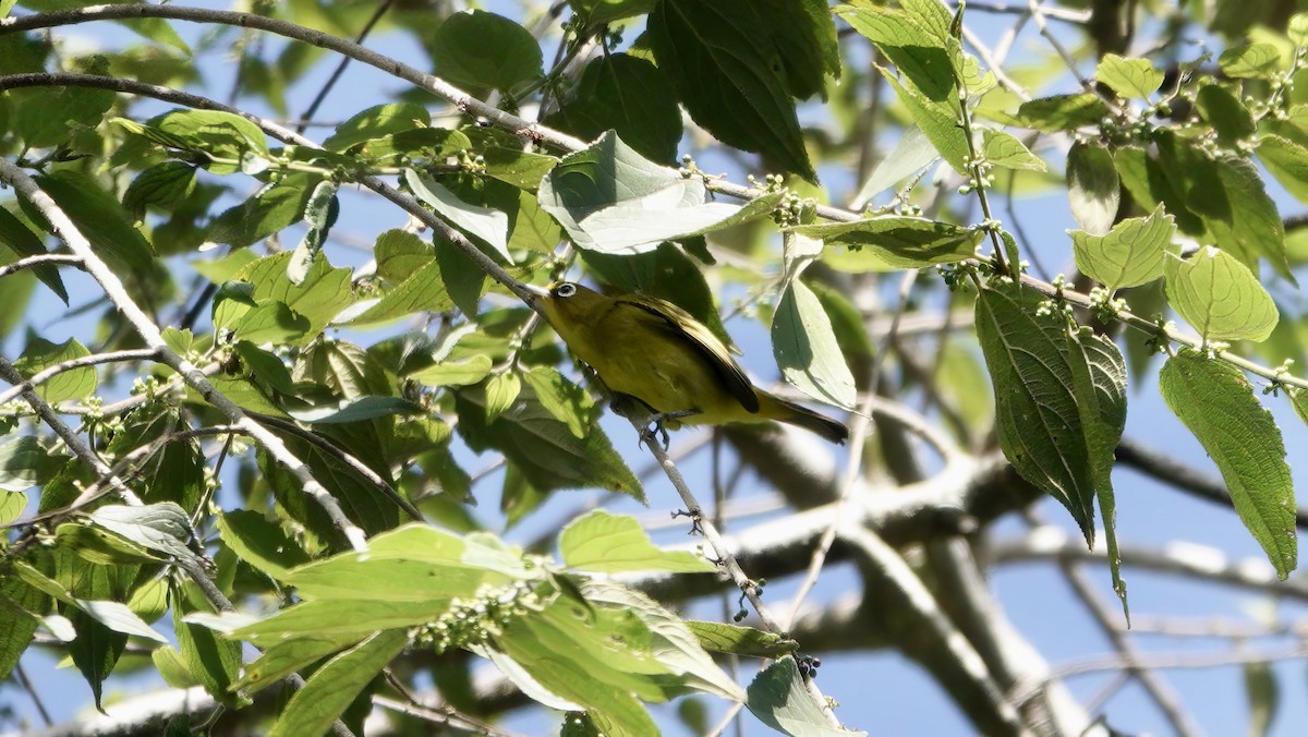 Zostérops de Buru - ML646568189