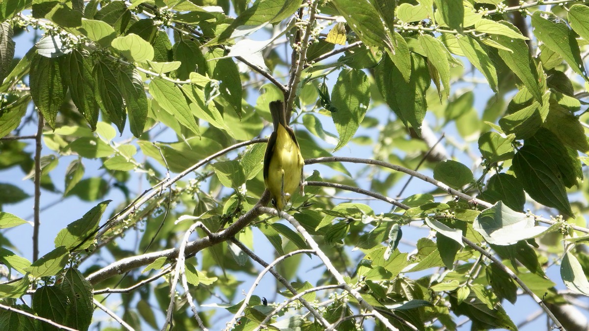 Zostérops de Buru - ML646568190