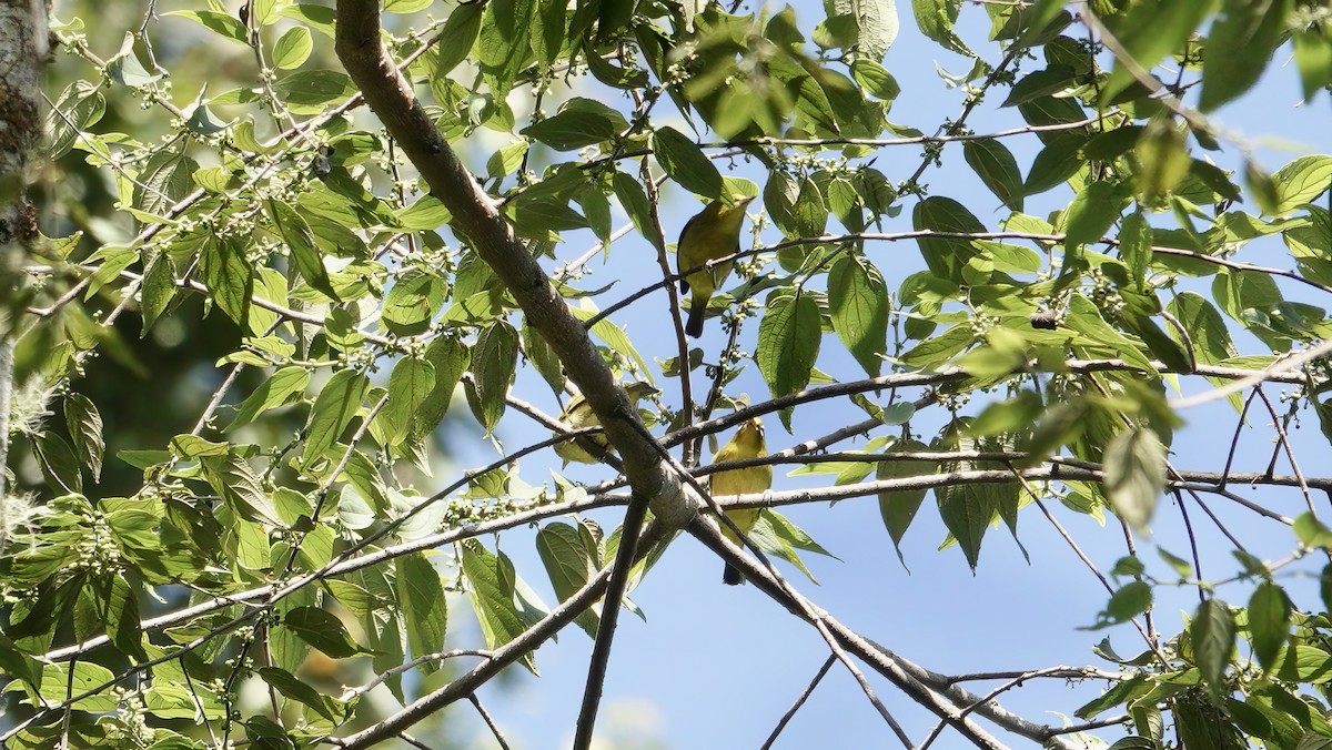 Zostérops de Buru - ML646568191