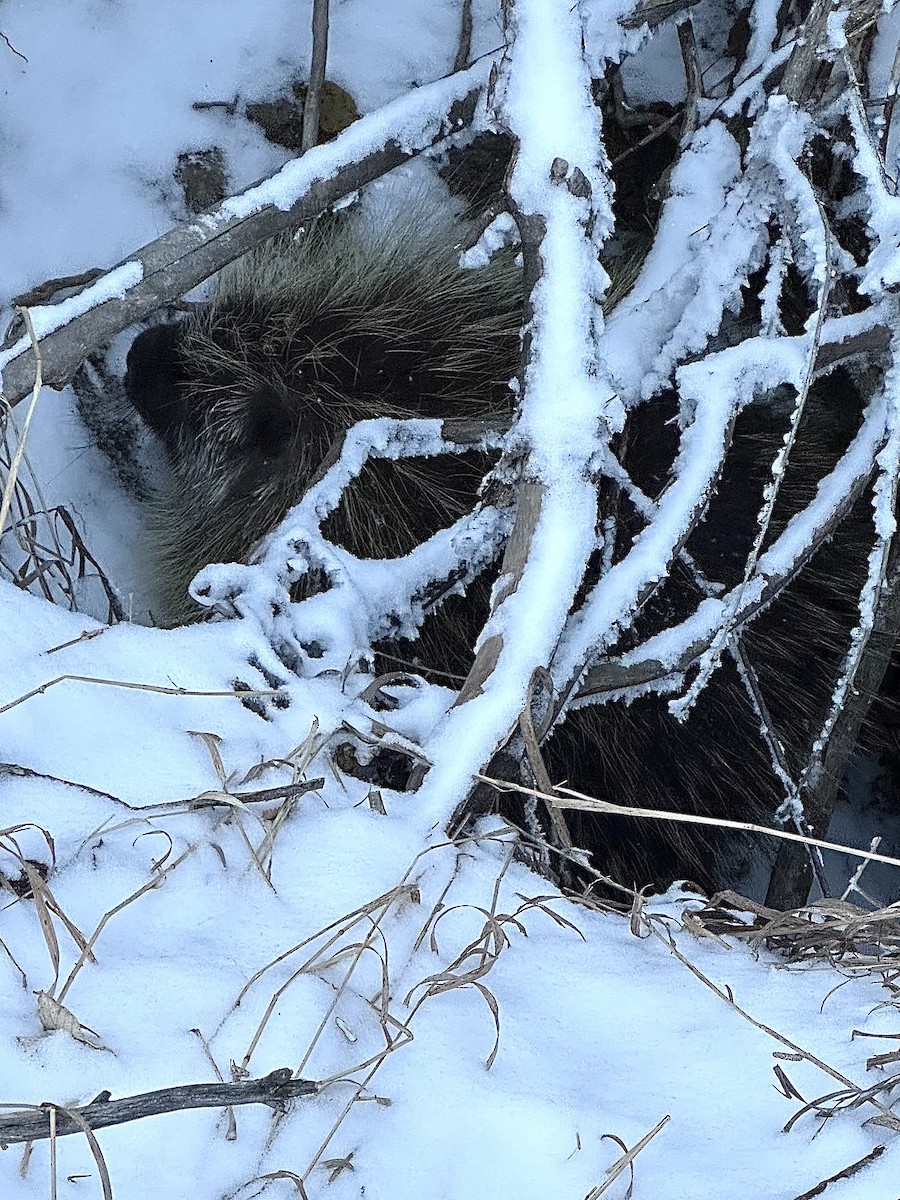 North American Porcupine - ML646568192