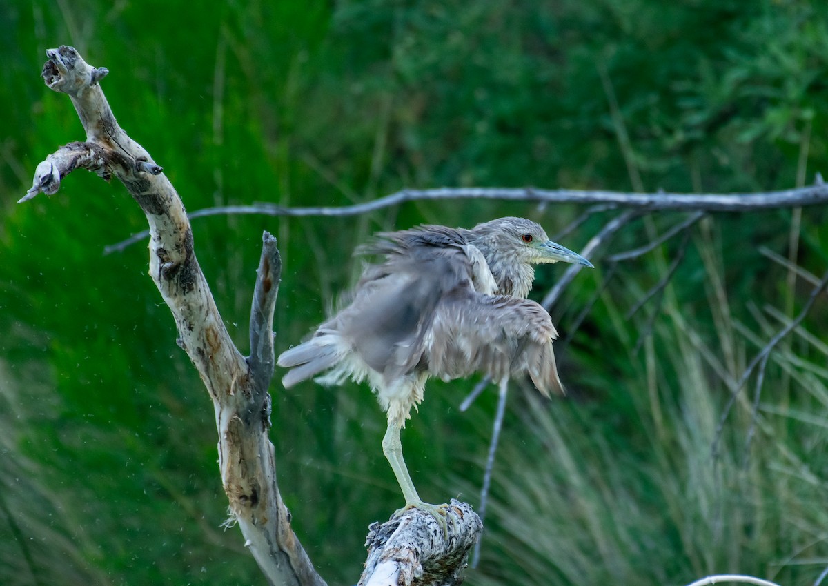Black-crowned Night Heron - ML646568193