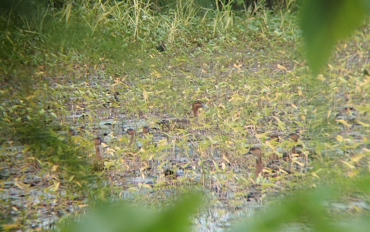 Philippine Duck - ML646568194