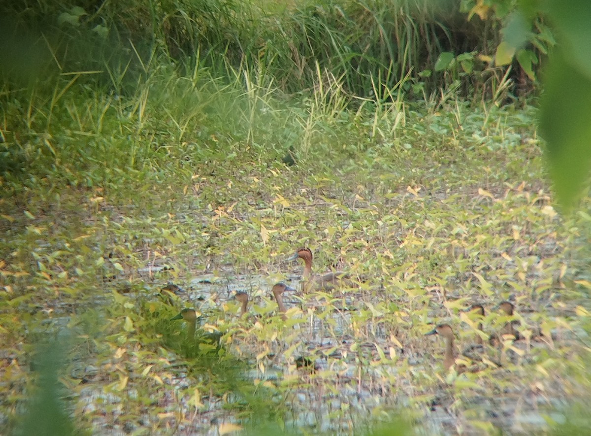 Philippine Duck - ML646568195