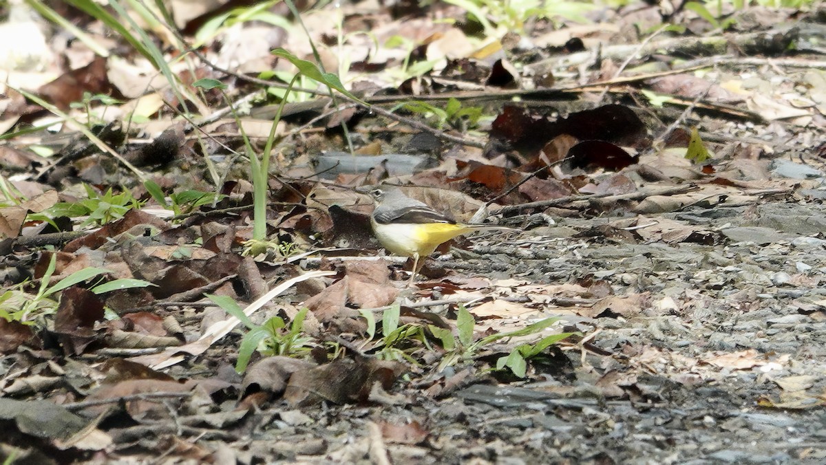 Bergeronnette des ruisseaux - ML646568197