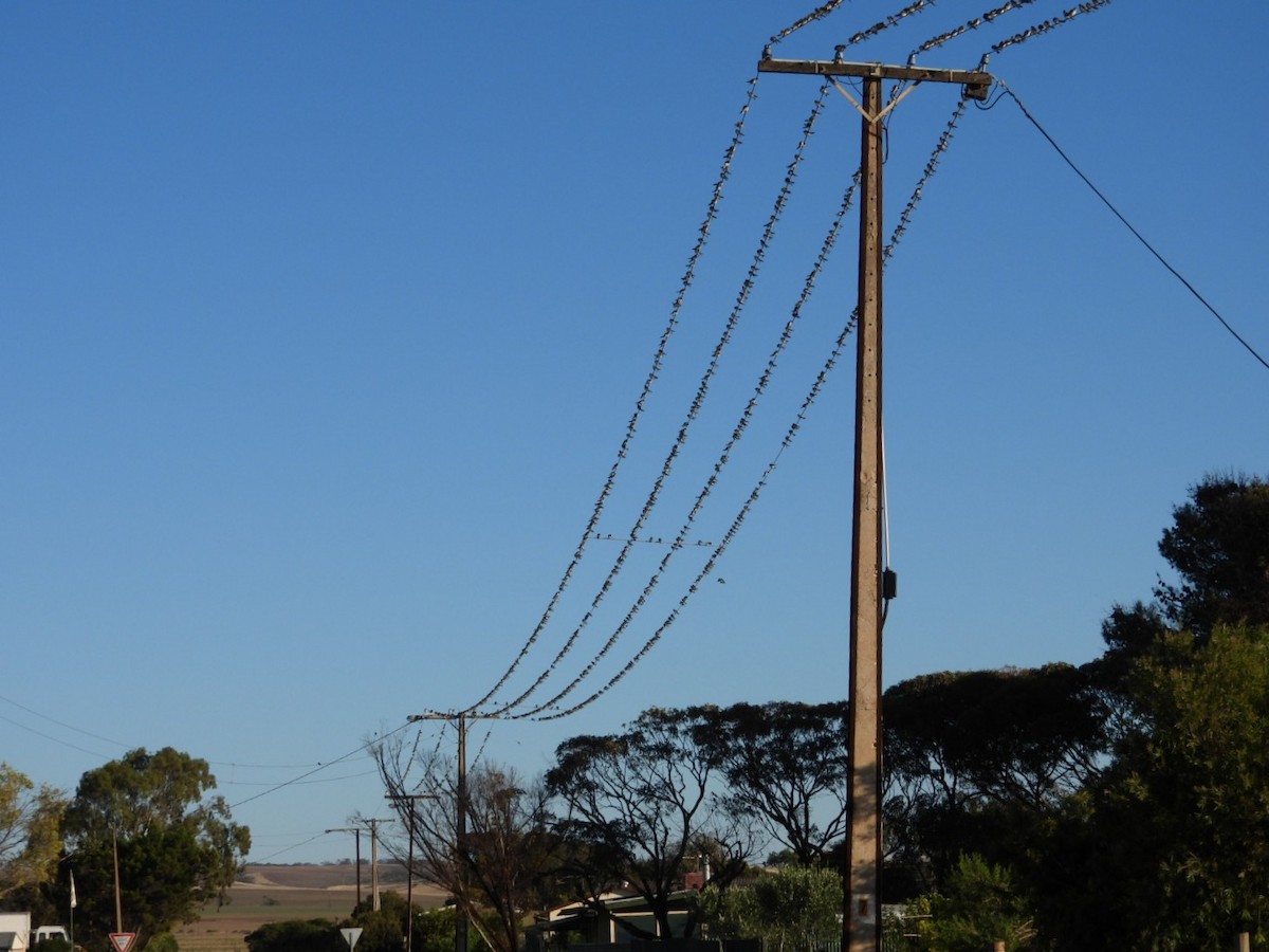 Tree Martin - ML646568210