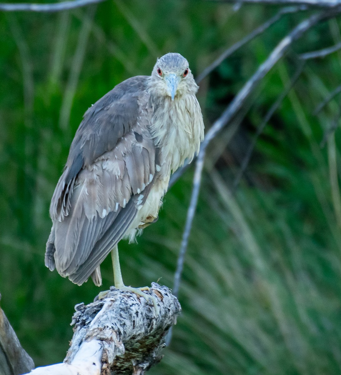 Black-crowned Night Heron - ML646568212