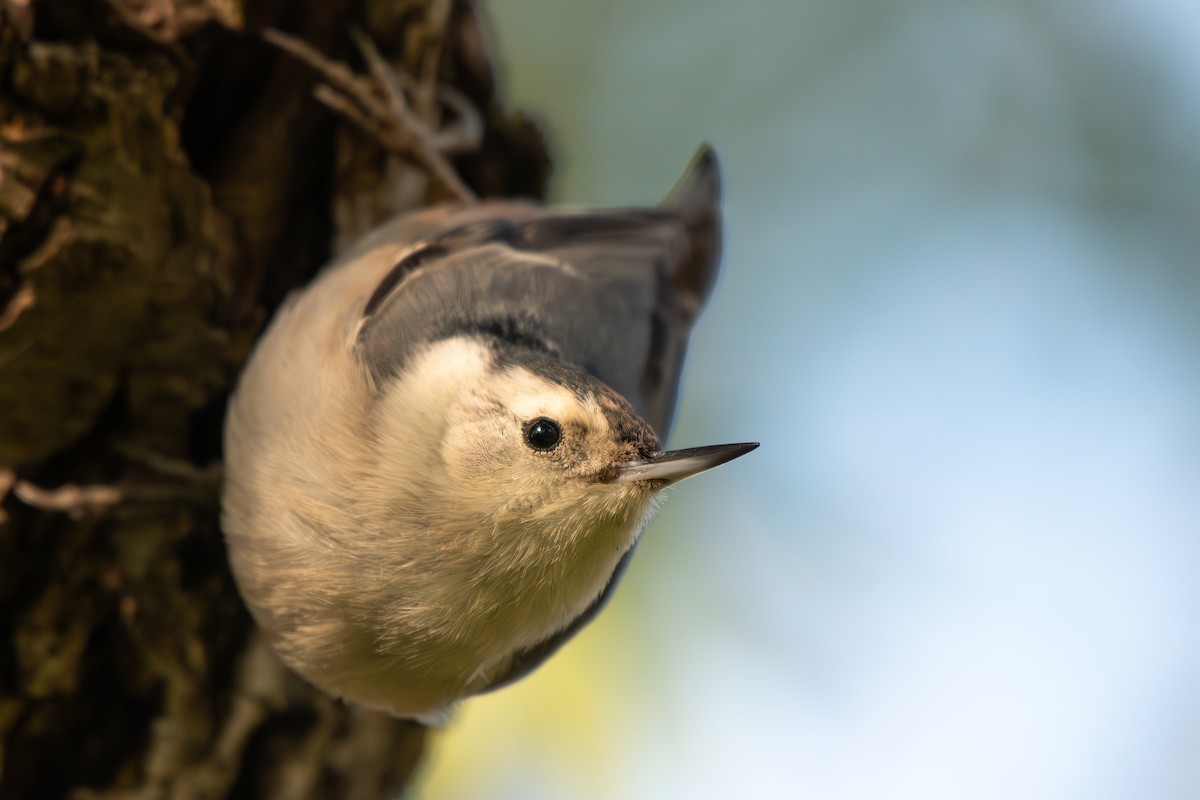 White-breasted Nuthatch - ML646568213