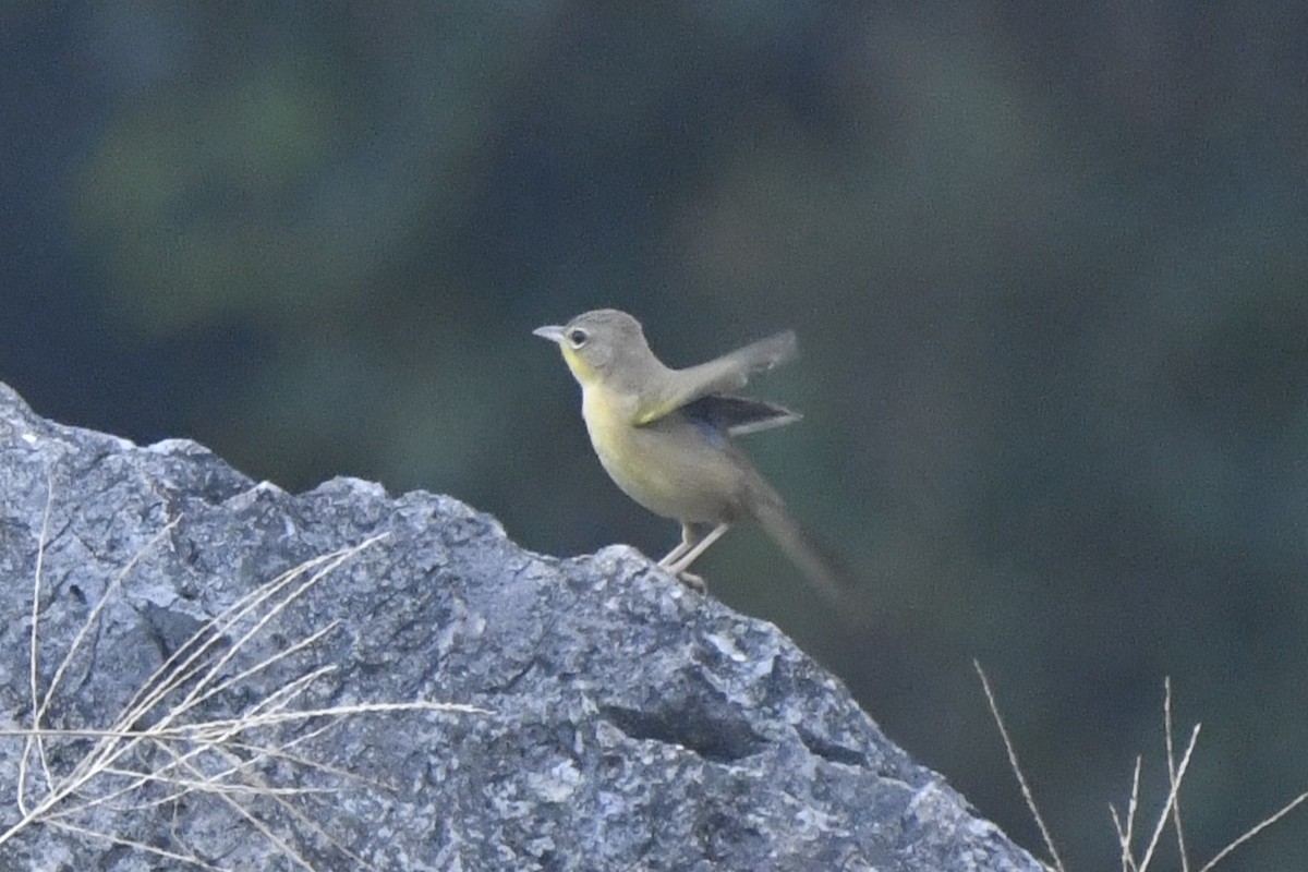 ハシブトアメリカムシクイ - ML646568214